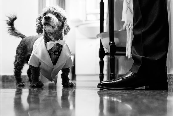 Small Dog Wedding Photographers